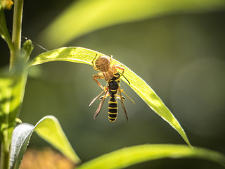 Im Biss der Spinne - Eine Wespe kämpft um Ihr Leben