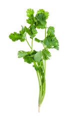 twig of fresh green cilantro isolated on white