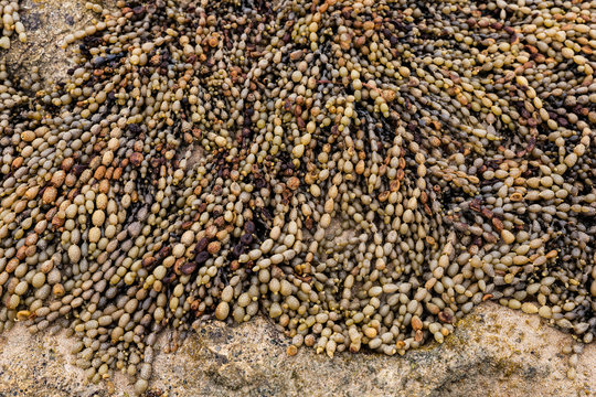 Natural beads on beach