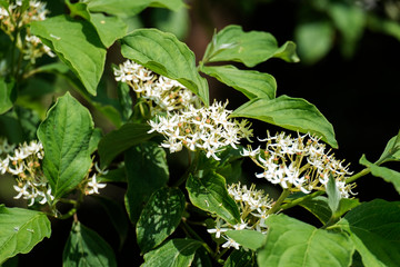 Flowering Siberian dogwood (Cornus alba)