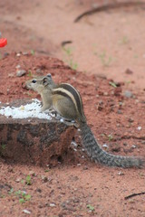Obraz premium Squirrel