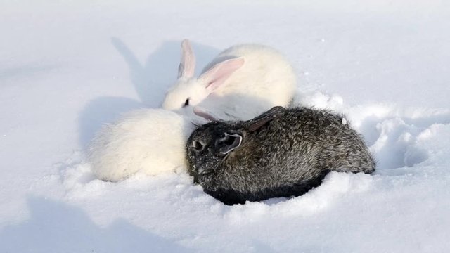 Grey and white bunny Rabbit is sitting quietly and sniffing in snow. Rabbit walks through the snow. 