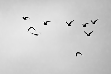 Birds in the sky II.