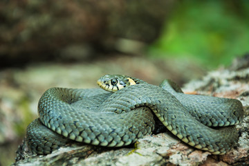 Grass snake on the tree