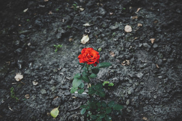 single beautiful red rose flower growing up in dry dead wasteland ground, loneliness concept wallpaper pattern top view photography with empty copy space for text, unfocused background 