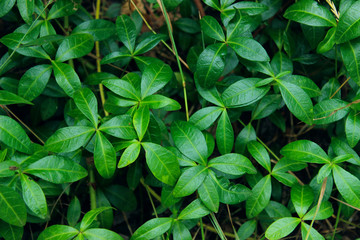 Fototapeta na wymiar Green Leaves Background, Close Up. Beautiful Nature Background. Green Leaves, Horizontal Shot.
