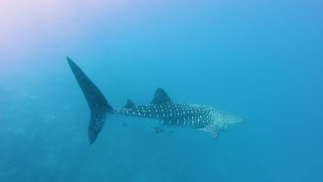 Whale Shark in a blue tropical ocean