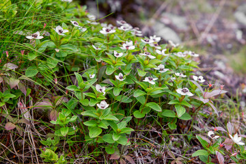 Swedish Derain (lat. Cornus suecica) grows in the forest. North Karelia. Russia