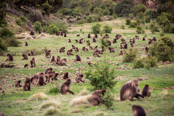 The gelada, sometimes called the bleeding-heart monkey or the gelada 