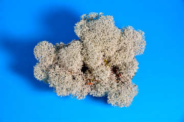 Natural moss on a blue background.