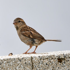Female House Sparrow Perched on Concrete Wall