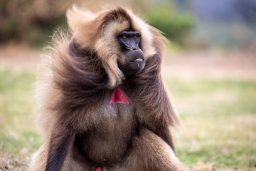 The gelada, sometimes called the bleeding-heart monkey or the gelada "baboon", is a species of Old World monkey found only in the Ethiopian Highlands, with large populations in the Semien Mountains.