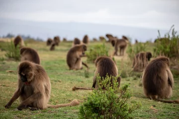 Fotobehang Aap The gelada, sometimes called the bleeding-heart monkey or the gelada "baboon", is a species of Old World monkey found only in the Ethiopian Highlands, with large populations in the Semien Mountains.  © evenfh