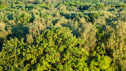 panoramic view of forest illuminated by sunset sun