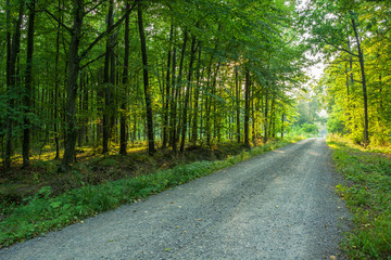 Obraz premium The gravel road through the forest