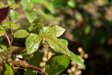 Raindrops on rose leaves in the garden
