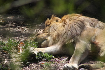 Lazy Sunbathing Lion
