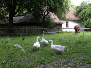 zagroda wiejska © Jarosaw