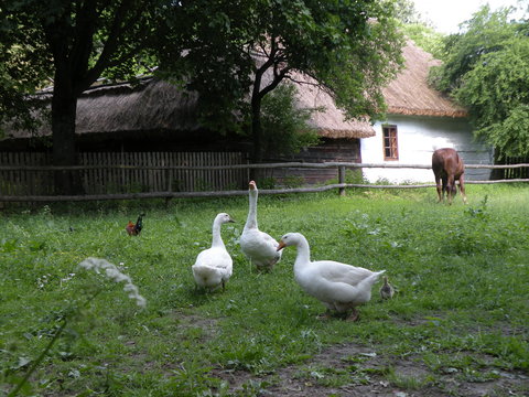 zagroda wiejska