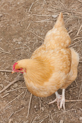 hen on farm