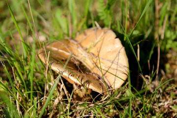 mushroom in the grass