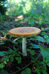 mushroom (amanita) in the forest