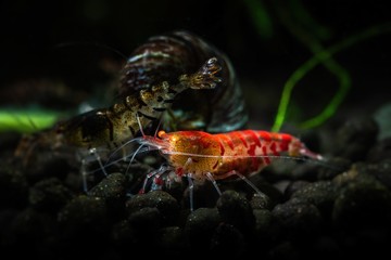 Red tiger shrimp orange eye aquarium freshwater