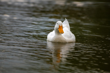 Nice white goose on lake nature wild birds life