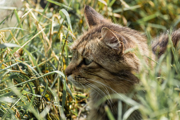 Naklejka na ściany i meble Tabby cat sits in wait and monitors prey