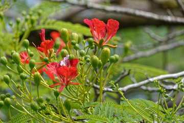 Fleur de paradis ou de flamboyant en Guyane française