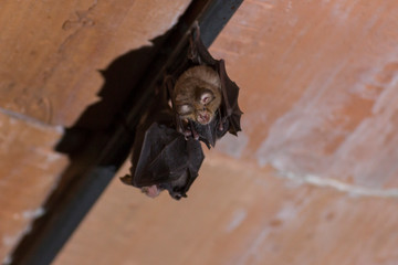 Groupe de deux chauve-souris adulte avec leur petits