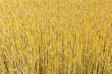 Field with wheat. Background of wheat.