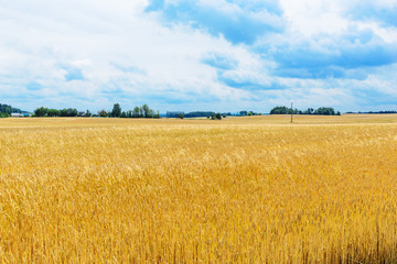 Field with wheat against the sky.