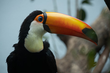 toucan poses for a side profile picture