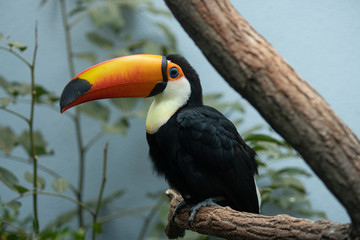 vibrant toucan poses on a perch
