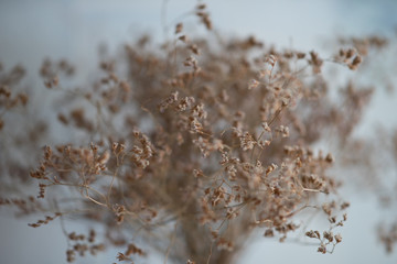 Natural background with dry flowers with soft focus.
