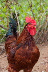 rooster on farm