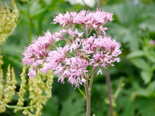 berg blumen