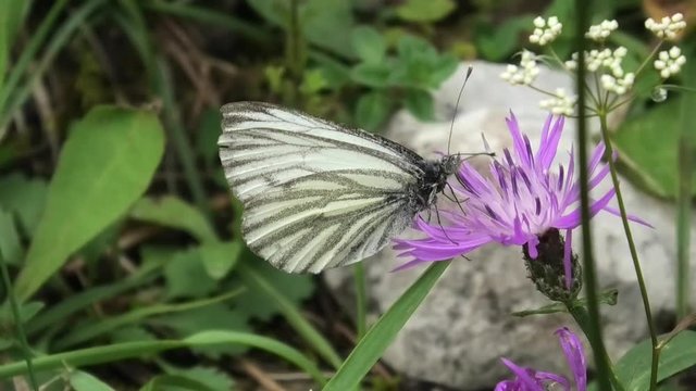pieris napi, farfalla