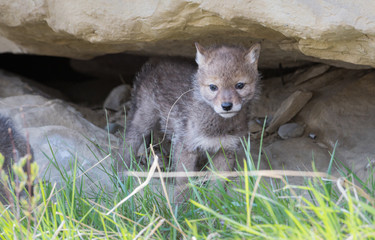 Coyote den in the wild