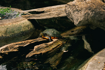 Turtle in lake 