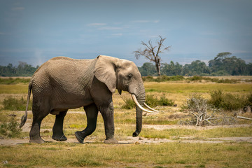 Fototapeta na wymiar Strolling Elephant