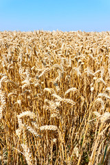 Golden yellow wheat field in summer under a blue sky. Closeup of ripe wheat before harvest. Vertical image.