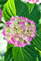 Tender flowers soft little petals. Perfume aroma fragrance concept. Flower scent. Hydrangea summer flower plant. Gardening and botany. Blossom of pink hydrangea close up. Gorgeous hydrangea blooming