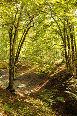 autumn leaves reflecting in water