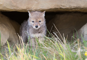 Coyote den in the wild