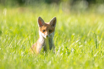 Fototapeta premium Fuchsjunges