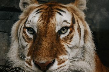 Tiger face close up