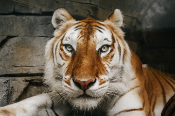 Tiger face close up