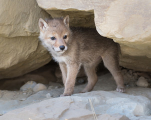Coyote pups in the wild